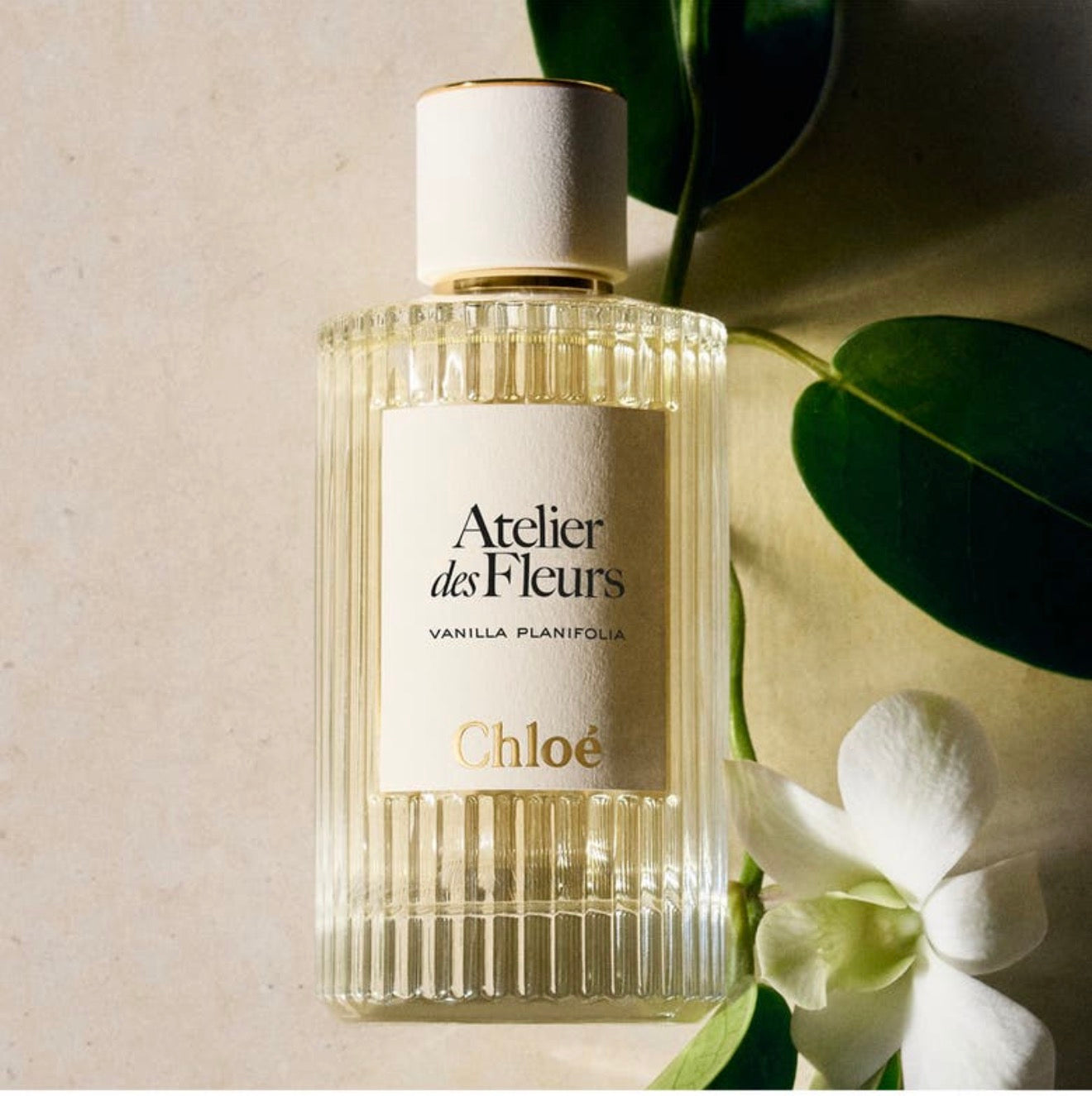 Atelier Des Fleurs Chloé Vanilla Planifolia